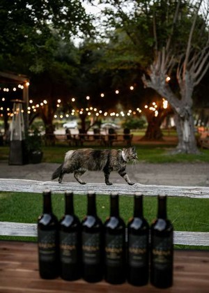 The Ranch cat walking around Kaena vineyards.